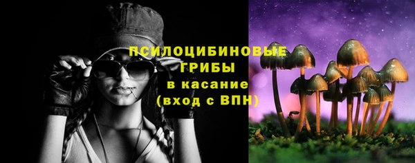 прущие грибы Гусиноозёрск