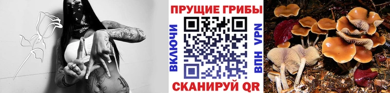 Купить закладки  Сураж  Псилоцибиновые грибы MAGIC MUSHROOMS 